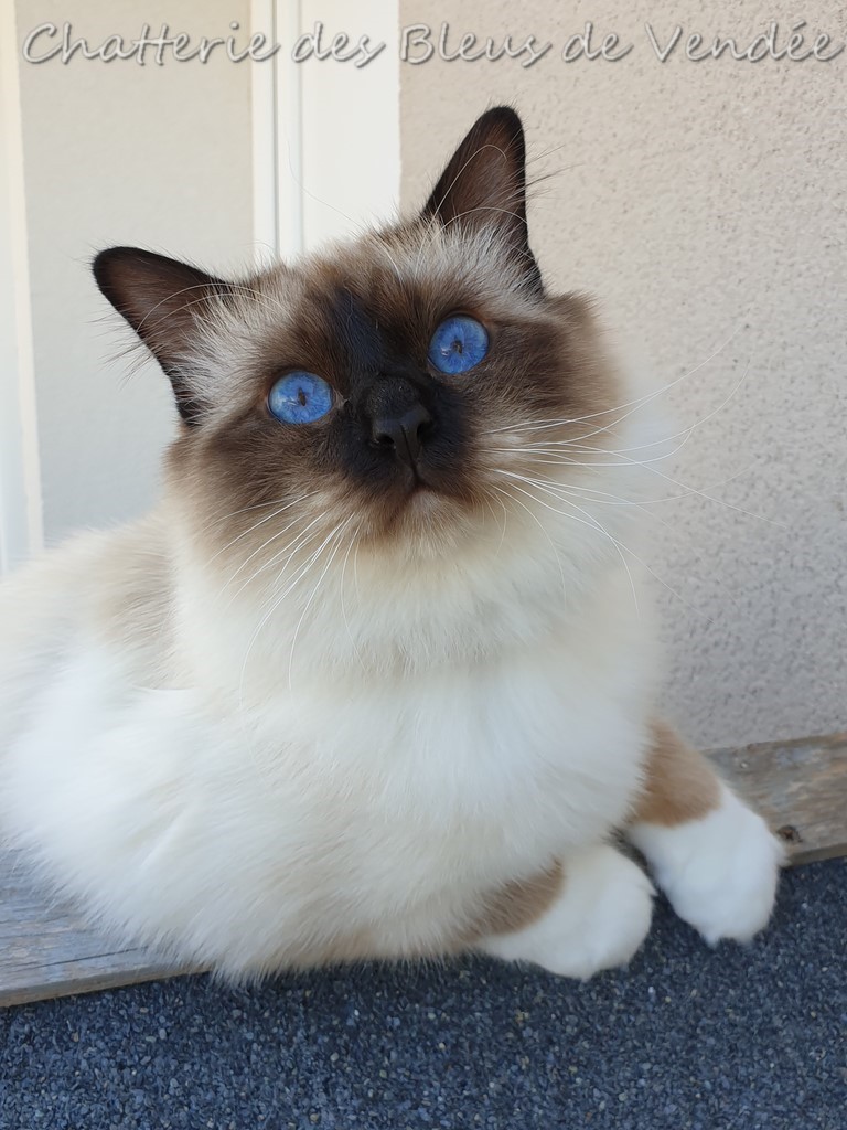 Ruby des Bleus de Vendée