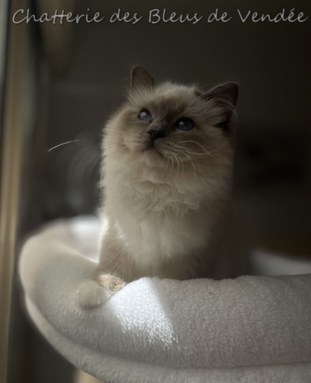  Wushu Bleus de Vendée