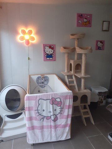 Nurserie chaton
