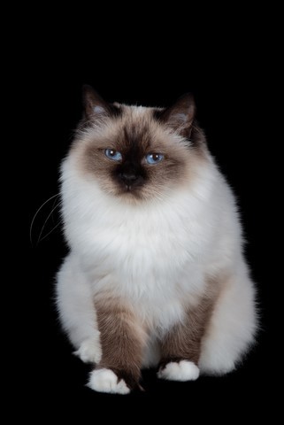  Onéa Bleus de Vendée