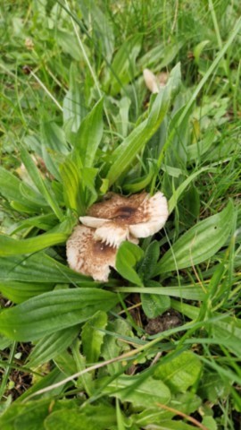 Champignons toxiques
