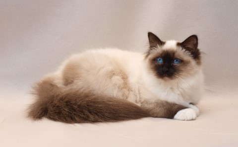 Mysticca Félis Angelus