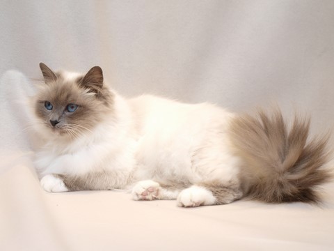 Jewel des Bleus de Vendée