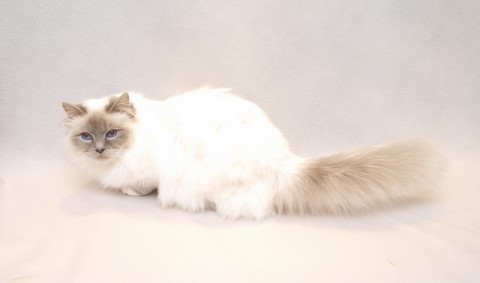 Jelly du Saint Herbot 