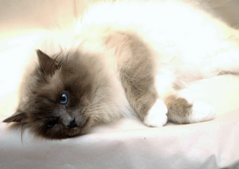 Idaho des Bleus de Vendée