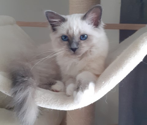 Synfonie de L'art Tagnan 