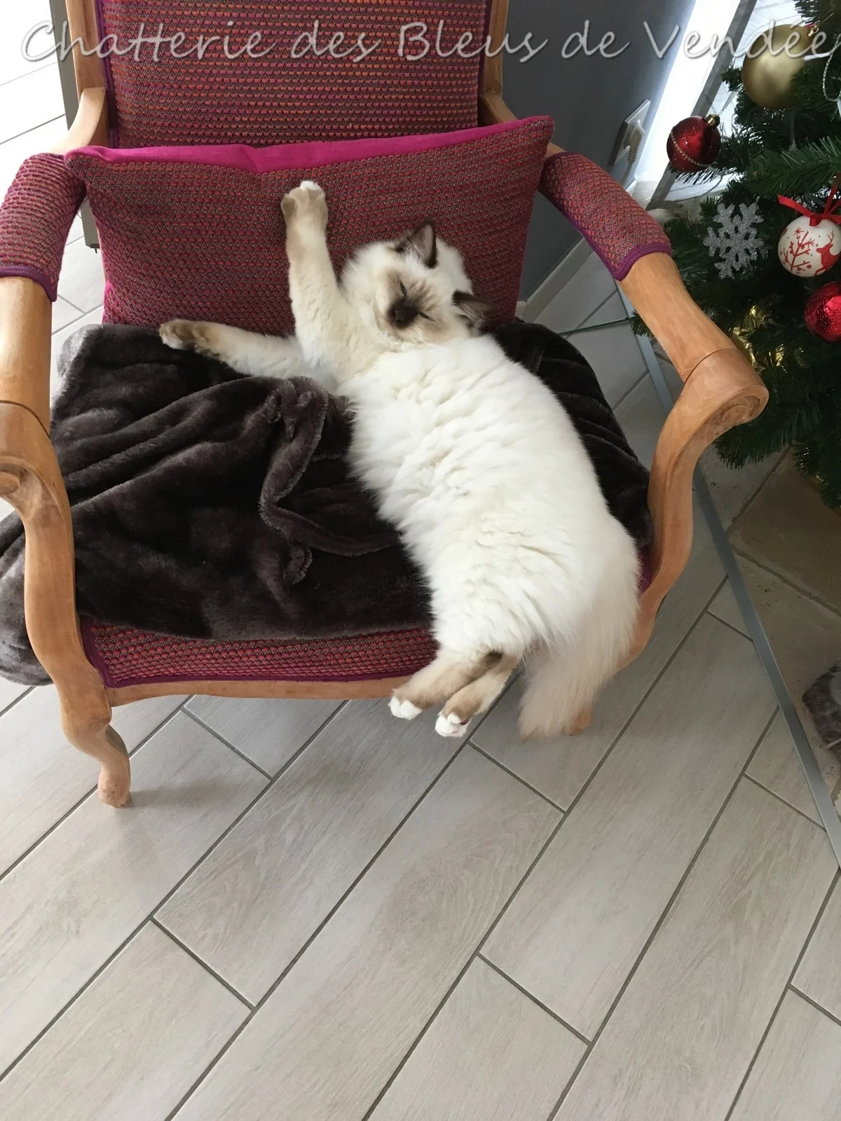 sacrés de Birmanie