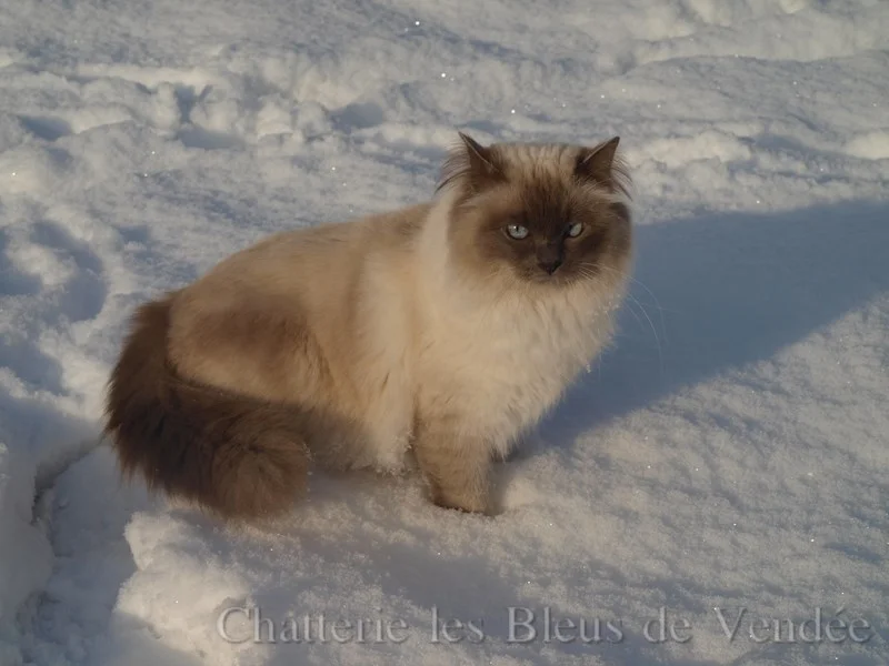 Barbotine dans la neige