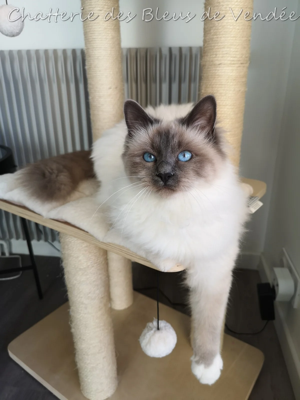 sacrés de Birmanie